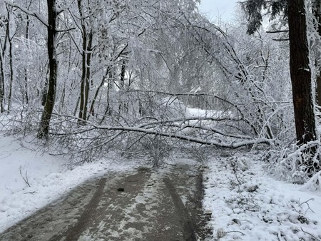POZIV LASTNIKOM GOZDOV OB OBČINSKIH CESTAH IN JAVNIH POTEH